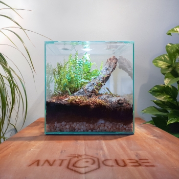 ANTCUBE Vivarium 30x30x30 - Cube